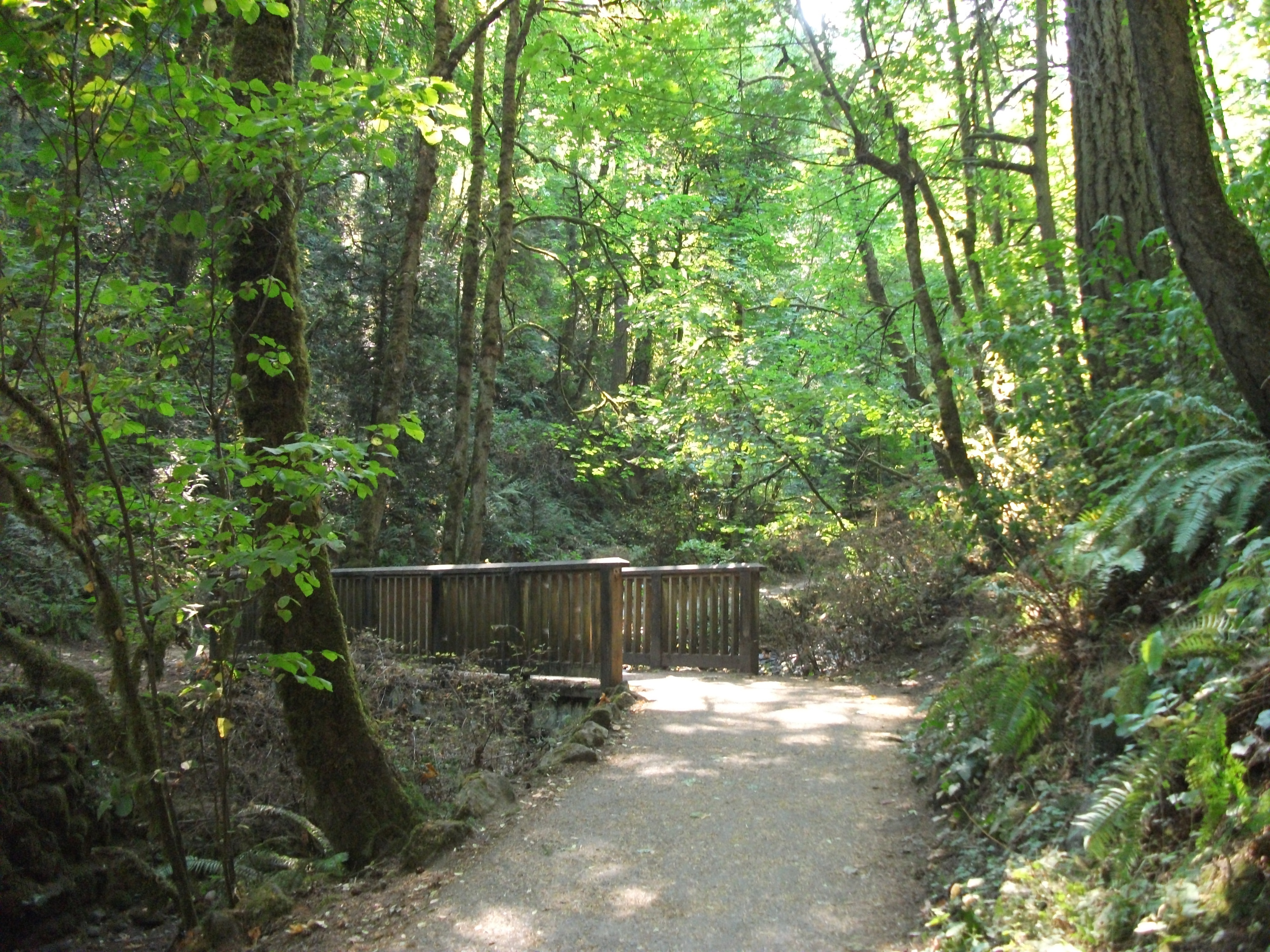 Forest_Park_Path_Portland_OR
